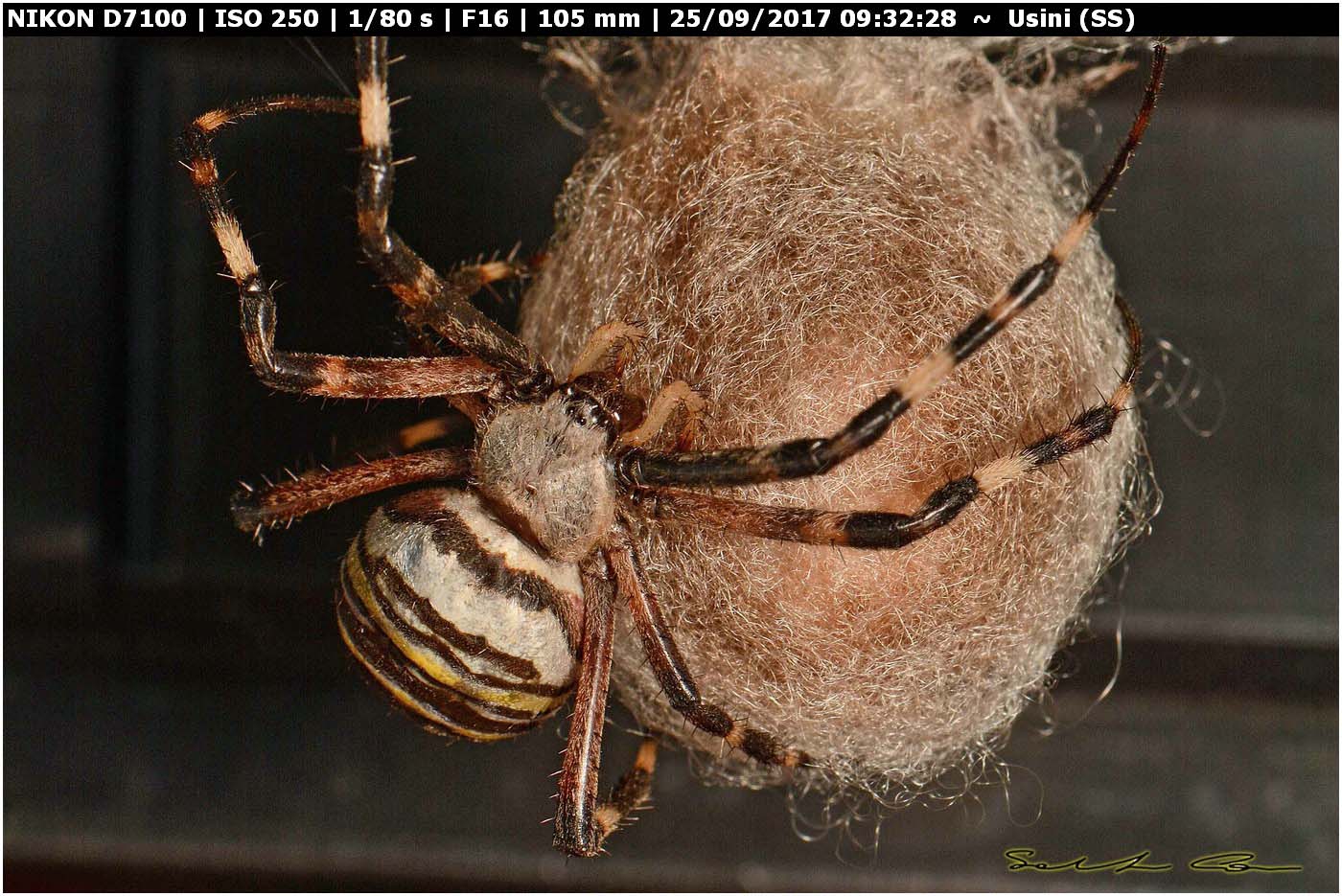 Argiope bruennichi deposizione e costruzione ovisacco